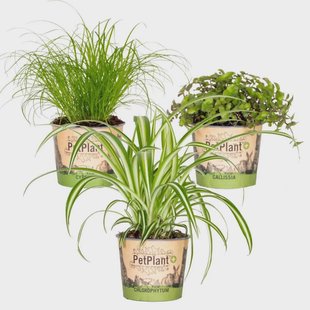 Set van 3 Huisdiervriendelijk mix(Cyperus - Chlorophytum - Callisia) | Casa Caron Set van 3 Huisdiervriendelijk mix(Cyperus - Chlorophytum - Callisia) | Casa Caron