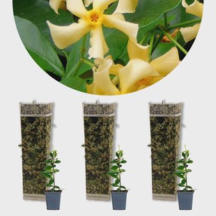 Set van 3 Trachelospermum jasminoides Star of Toscany | Casa Caron Set van 3 Trachelospermum jasminoides Star of Toscany | Casa Caron