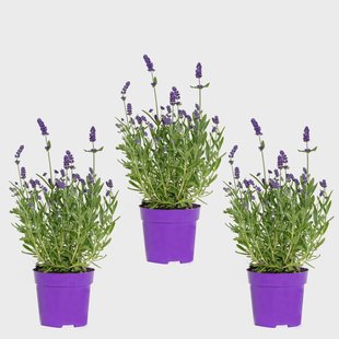 Set van 3 Lavandula angustifolia Ardèche Blue | Casa Caron Set van 3 Lavandula angustifolia Ardèche Blue | Casa Caron
