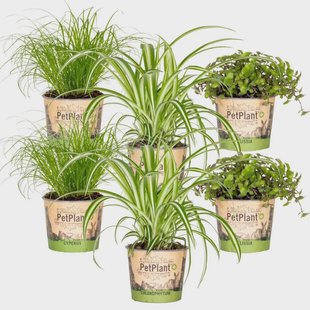 Set van 6 Huisdiervriendelijk mix(Cyperus - Chlorophytum - Callisia) | Casa Caron Set van 6 Huisdiervriendelijk mix(Cyperus - Chlorophytum - Callisia) | Casa Caron