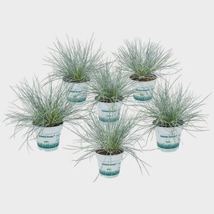 Set van 6 Festuca glauca Eisvogel | Casa Caron Set van 6 Festuca glauca Eisvogel | Casa Caron