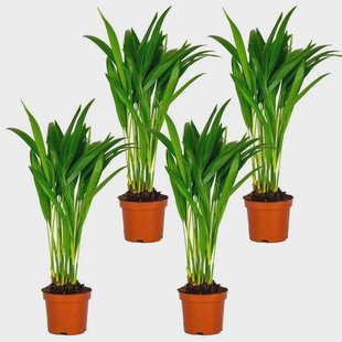 Set van 4 Dypsis Lutescens | Casa Caron Set van 4 Dypsis Lutescens | Casa Caron