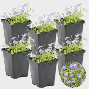 Set van 6 Mazus Reptans | Casa Caron Set van 6 Mazus Reptans | Casa Caron