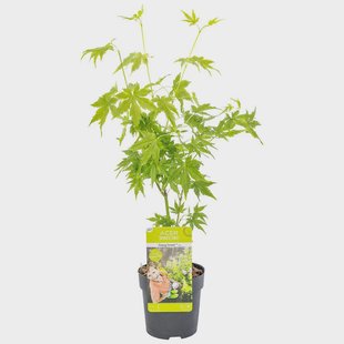 Acer palmatum Going Green | Casa Caron Acer palmatum Going Green | Casa Caron