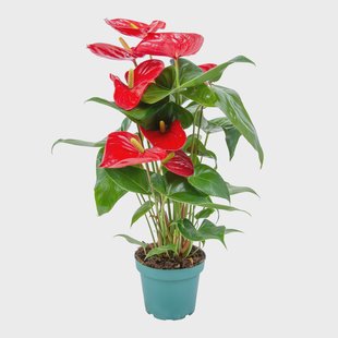 Flamingoplant Aristo | Casa Caron Flamingoplant Aristo | Casa Caron