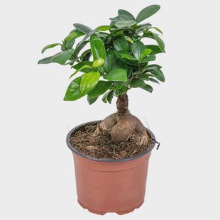 Bonsai boom Ginseng | Casa Caron Bonsai boom Ginseng | Casa Caron