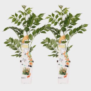 Set van 2 klimplanten Indian Summer | Casa Caron Set van 2 klimplanten Indian Summer | Casa Caron