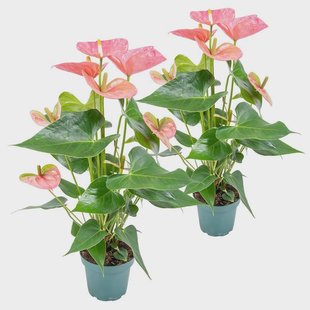 Set van 2 flamingoplanten Aristo | Casa Caron Set van 2 flamingoplanten Aristo | Casa Caron