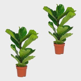 Set van 2 vioolbladplanten Bambino | Casa Caron Set van 2 vioolbladplanten Bambino | Casa Caron
