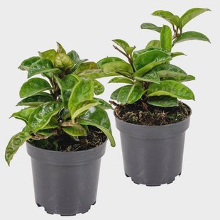Set van 2 kamerplanten Hoya Krinkle | Casa Caron Set van 2 kamerplanten Hoya Krinkle | Casa Caron