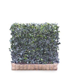 Mobilane Kant en klaar haag Hedera helix Woerner 120x100cm.