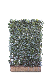 Mobilane Kant en klaar haag Hedera helix Woerner 120x180cm.