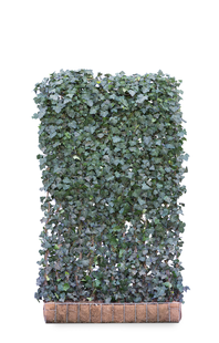 Mobilane Kant en klaar haag Hedera helix Woerner 120x200cm.