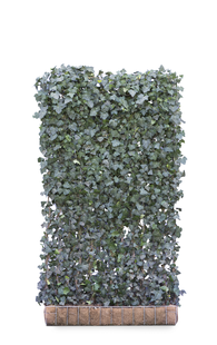 Mobilane Kant en klaar haag Hedera helix Woerner 120x220cm.