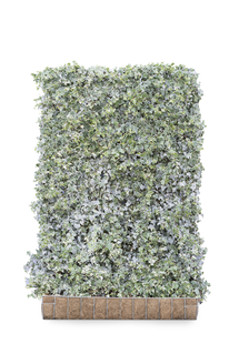 Mobilane Kant en klaar haag Hedera helix Glacier 120x180cm.