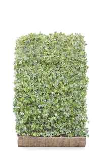 Mobilane Kant en klaar haag Hedera helix Goldchild 120x180cm.