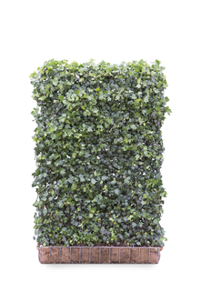 Mobilane Kant en klaar haag Hedera helix Green Ripple 120x180cm.