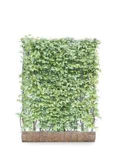 Mobilane Kant en klaar haag Carpinus Betulus Haagbeuk 120x155cm.