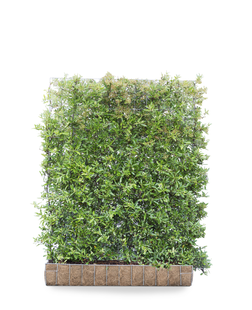 Mobilane Kant en klaar haag Pyracantha Dart&apos;s Red Vuurdoorn 120x155cm.