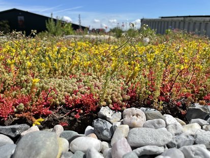 Beezzz &apos;n Bio Daktuin pakket 5m2