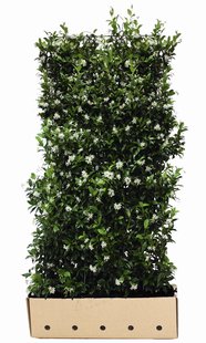 Kant en klaar haag Trachelospermum jasminoides 100x180cm.