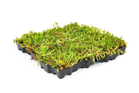 Kant en Klaar groen Sedumdak Mobilane Mobiroof ECO per stuk (0,25m2)
