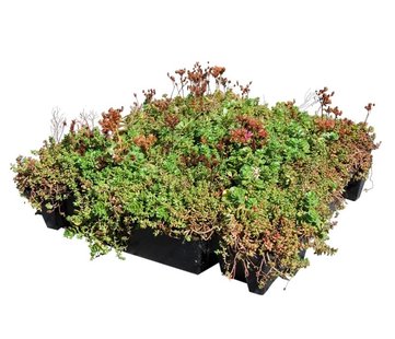 Sedum cassette ECO per stuk (0,24m2)