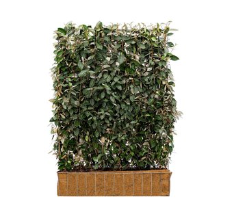 Mobilane Kant en klaar haag Elaeagnus Ebbingei 120x180cm.
