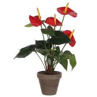Mica Decorations Anthurium Kunstplant - H40 x Ø30 cm - Rood Mica Decorations Anthurium Kunstplant - H40 x Ø30 cm - Rood