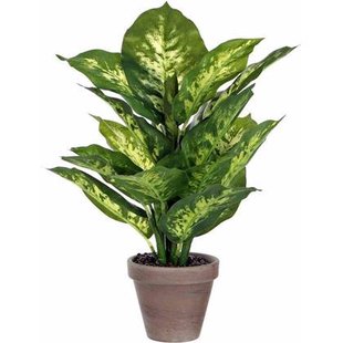 Mica Decorations Dieffenbachia Kunstplant - H40 x Ø30 cm - Groen Mica Decorations Dieffenbachia Kunstplant - H40 x Ø30 cm - Groen