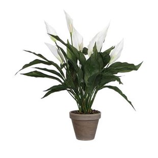 Mica Decorations Spathiphyllum Kunstplant - H50 x Ø40 cm - Wit Mica Decorations Spathiphyllum Kunstplant - H50 x Ø40 cm - Wit