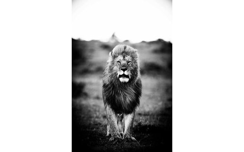 Goossens Schilderij A Lions Portret, 80 x 120 cm