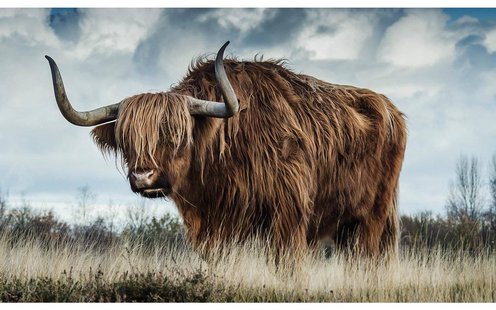 Goossens Schilderij Urban Wildlife 2, 118 x 70 cm Goossens Schilderij Urban Wildlife 2, 118 x 70 cm