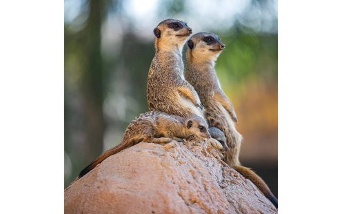 Goossens Schilderij Wild Life Colour, 74 x 74 cm