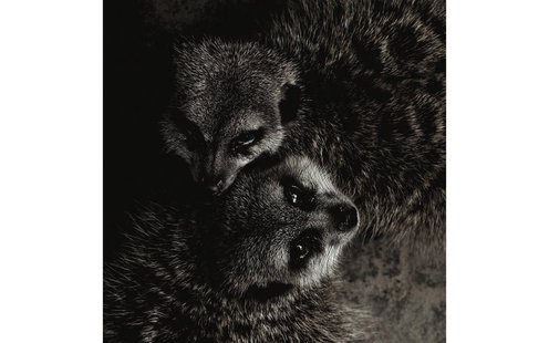 Goossens Schilderij Wild Life, 74 x 74 cm