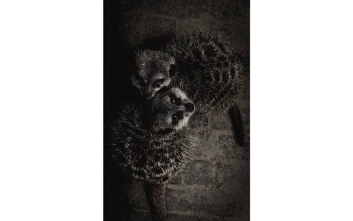 Goossens Schilderij Wild Life, 98 x 148 cm