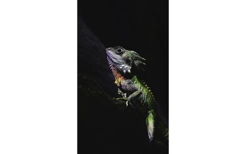 Goossens Schilderij The Colours, 70 x 118 cm