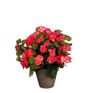 Mica Decorations Begonia Kunstplant - H37 x Ø36 cm - Donkerroze Mica Decorations Begonia Kunstplant - H37 x Ø36 cm - Donkerroze