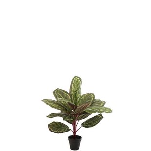 J-Line plant Peacock Plant In Pot - kunststof - groen