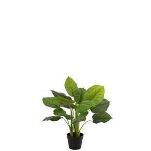 J-Line plant Pothos Plant In Pot - kunststof - groen