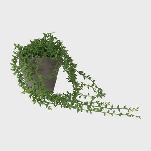 Hangplantje in potje - spits blad Hangplantje in potje - spits blad