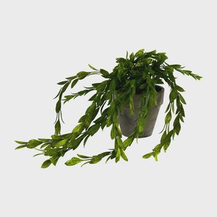 Hangplantje in potje - lang blad