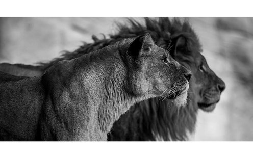 Goossens Schilderij The Lion, 98 x 48 cm