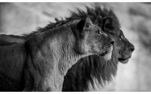 Goossens Schilderij The Lion, 118 x 70 cm