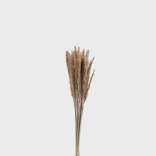 J-Line droogbloemen - Bundel Pennisetum - gedroogd gras - bruin