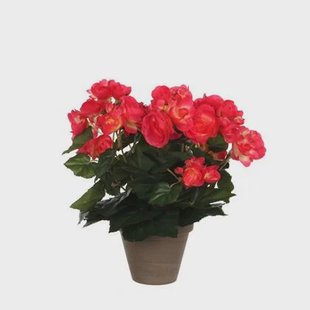 Mica Decorations Begonia Kunstplant - H30 x Ø25 cm - Donkerroze