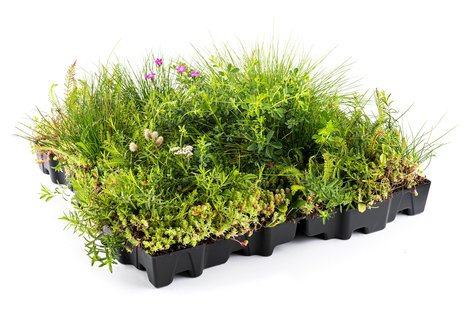 Mobilane Mobiroof ECO Sedum & wildflower cassette per stuk (0,25m2)