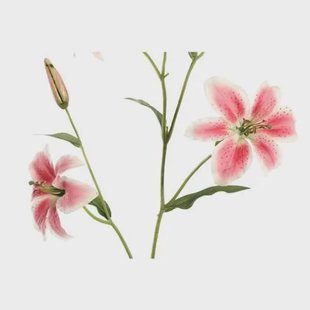 PTMD Lelie Kunstbloem - 115 x 30 x 114 cm - Kunststof - Roze PTMD Lelie Kunstbloem - 115 x 30 x 114 cm - Kunststof - Roze