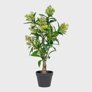 Kunst Skimmia japonica Leilaurier | House Nordic