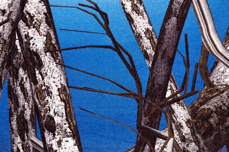 Moooi Carpets - Vloerkleed Liquid Birch Wol - 200x300 cm